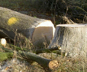en weer gingen er bomen om…