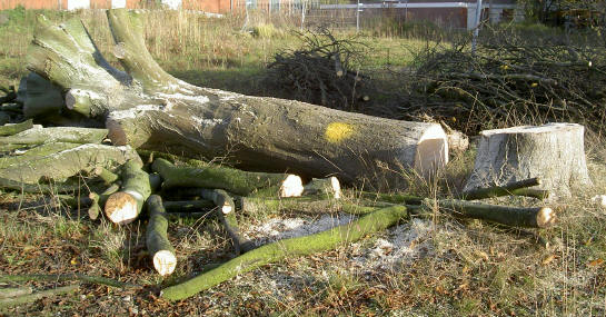 groot en gezond...