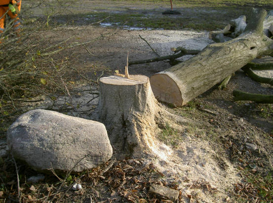 gewone gezonde boom