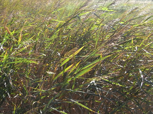 gras en zon...