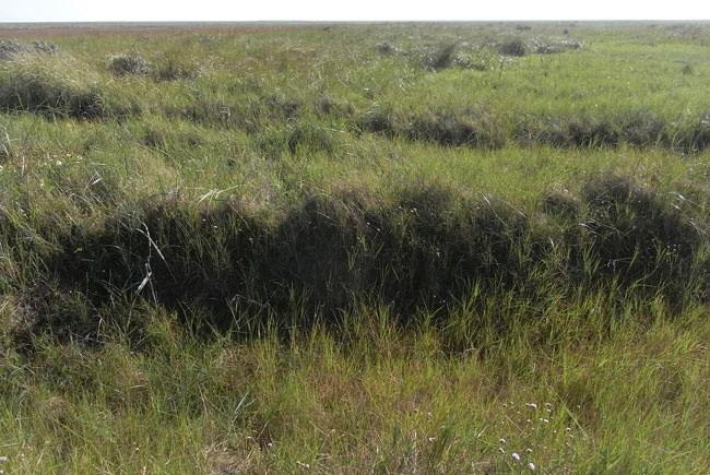 een landschap dat golft in de wind...