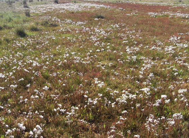 bloemenveldje...