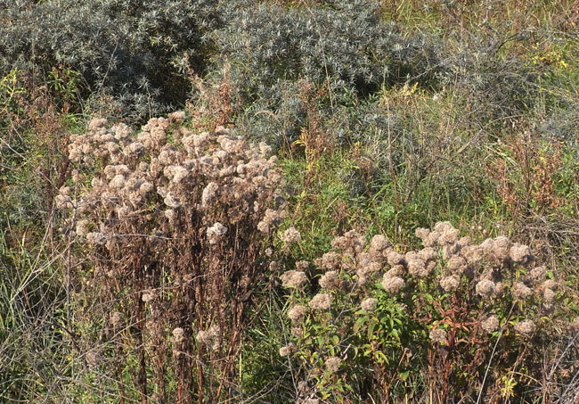 aan de rand van de duinen...