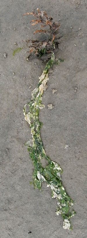 de groene sliert bleef hangen aan het plantje...