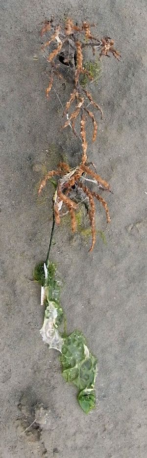 plantjes vangen van alles...