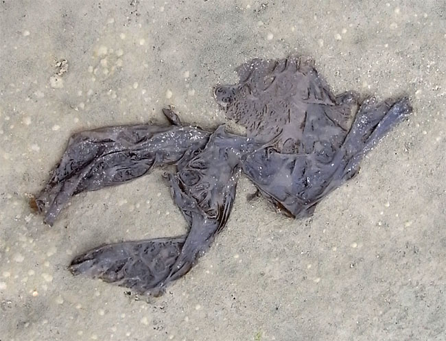 puur natuur...