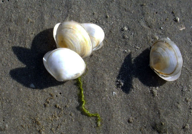 weinig schelpjes dit jaar...