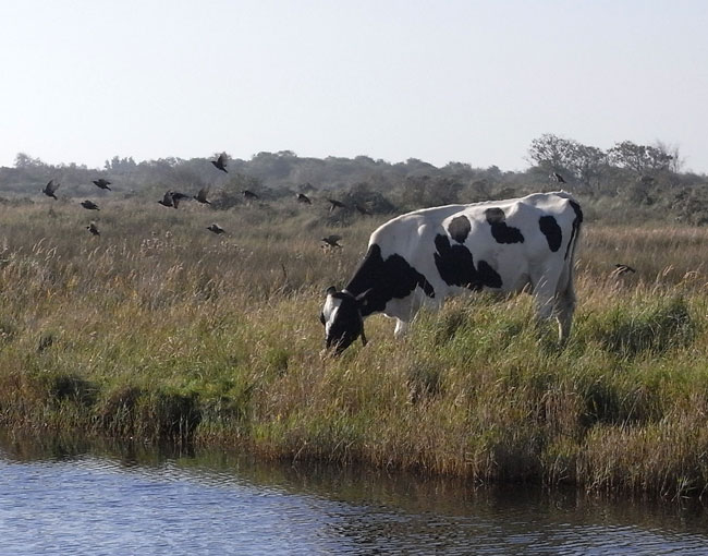 koe en vogels in kwelder...