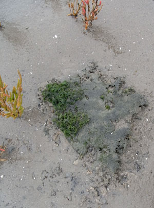 de kleuren van het wad...