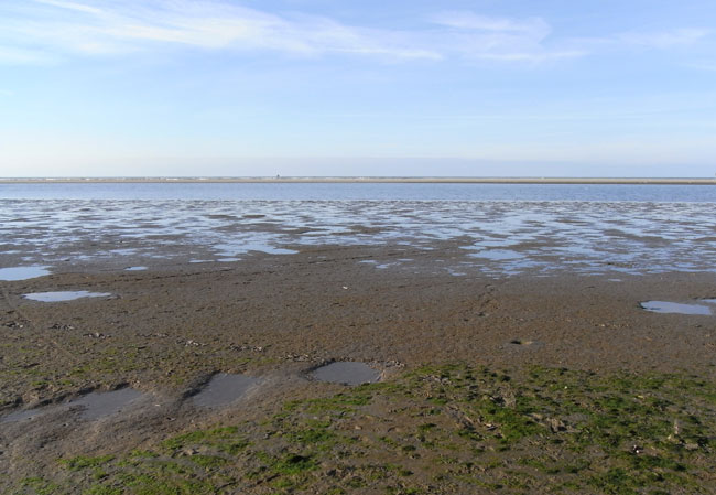 groene accenten op het strand...