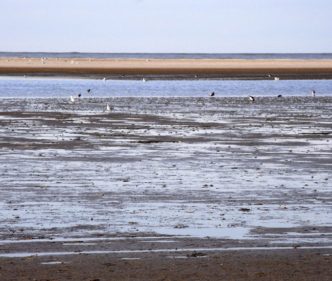 meeuwen op het strand...