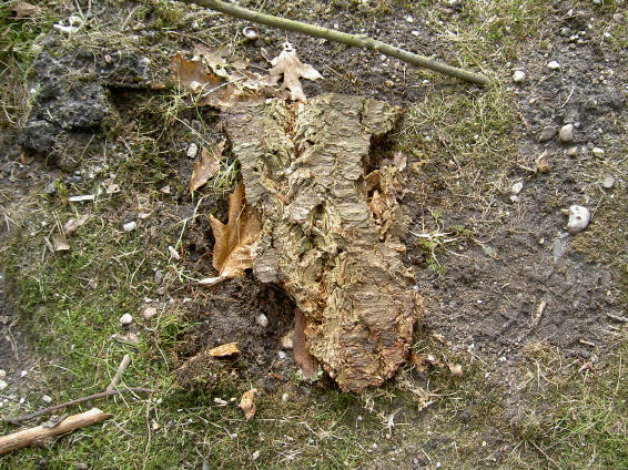 naast de boom...