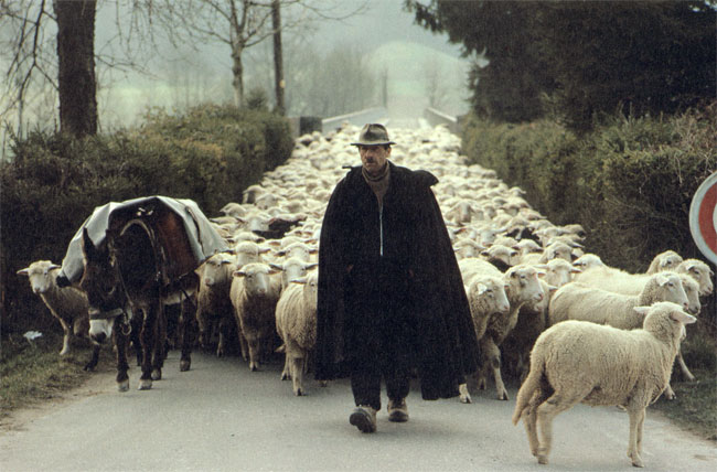 schaapherder in zwitserland 1976