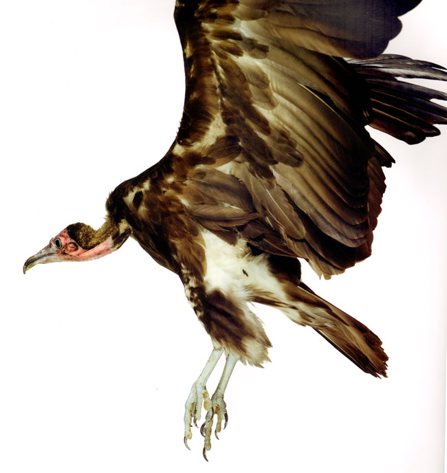 vliegende vogel...