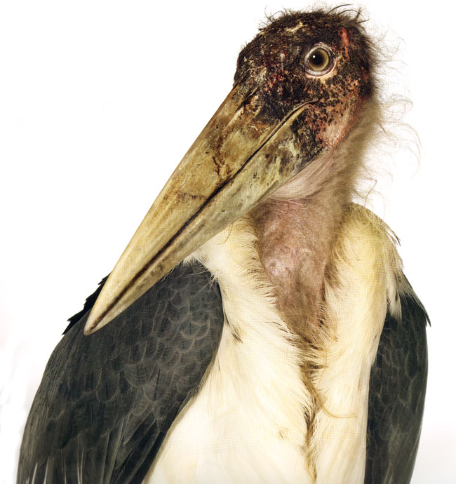 een bladzijde uit het boek bird...