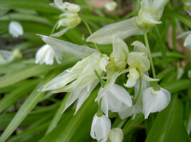 mooie witte accenten in de tuin...