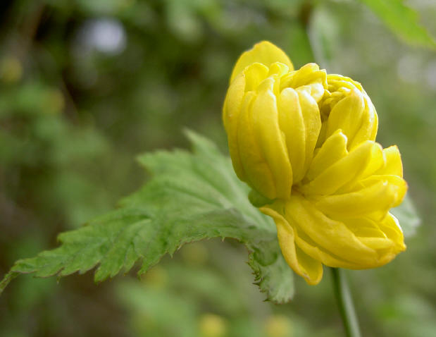 kleur in de tuin - laat de lente nu maar echt beginnen...