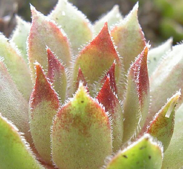 rood en groen...