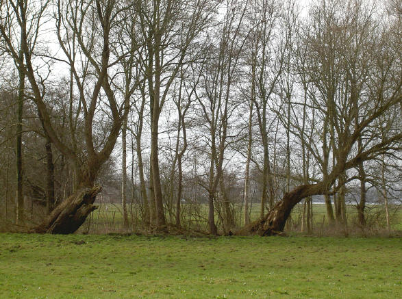 twee kromme bomen...