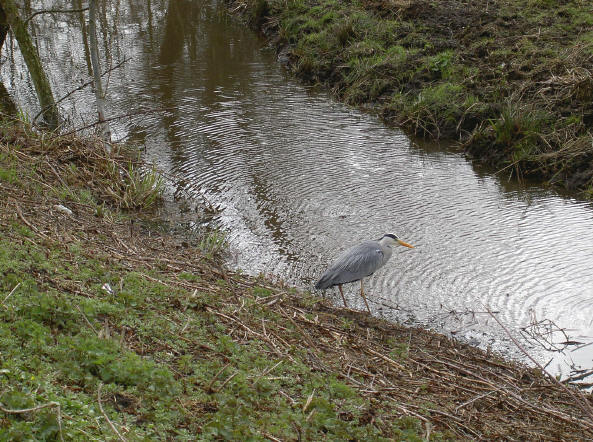 een reiger naast de sloot...