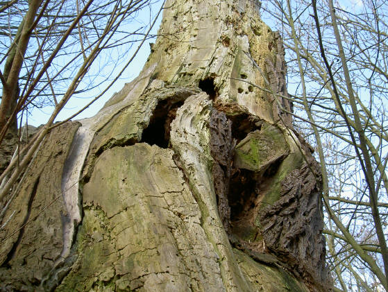 een boom is van hout...