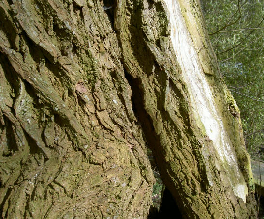detail