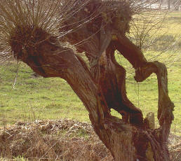 knotwilg...