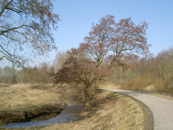 boom langs de dijk...