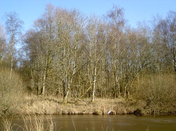 een reiger op het ijs...
