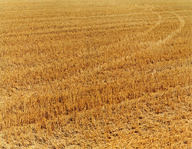 feld 1310