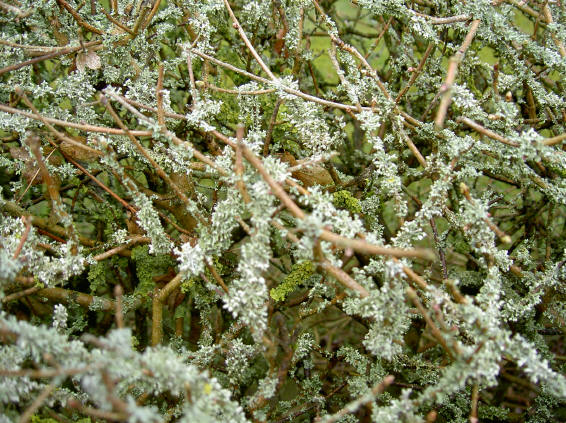 tinten groen...