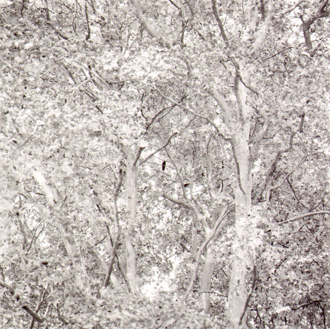 kraai