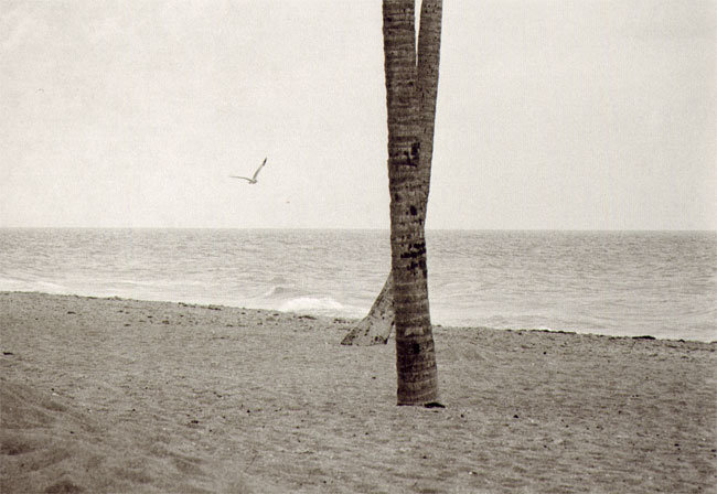 elliott erwitt