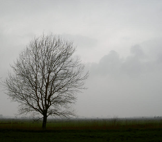 een boom...