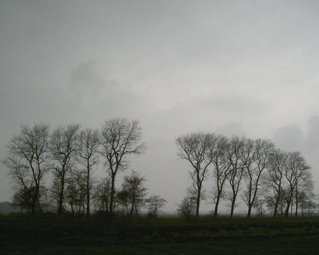 gewoon een rijtje bomen...