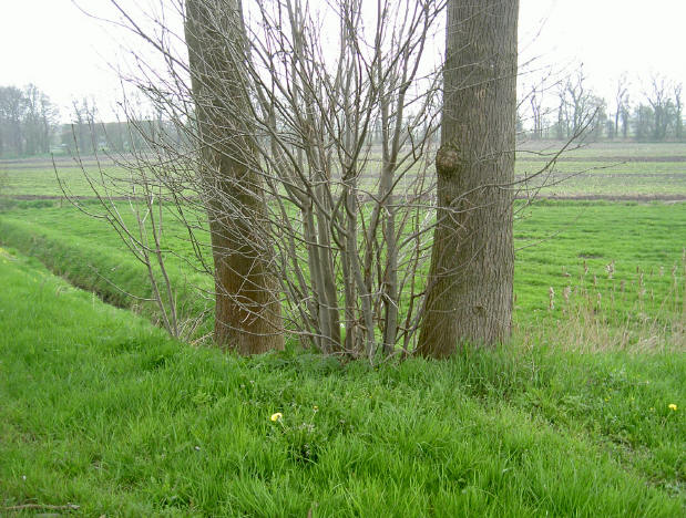 de natuur maakt soms mooie composities...