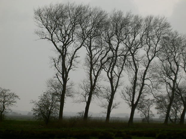 silhouetten tegen een grijze lucht...