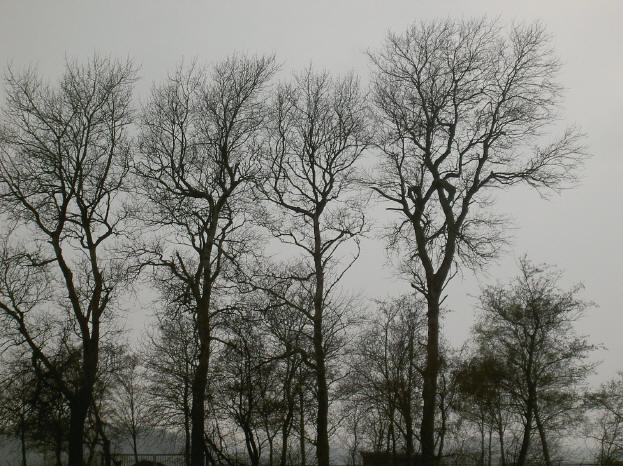 natuurgrafiek...