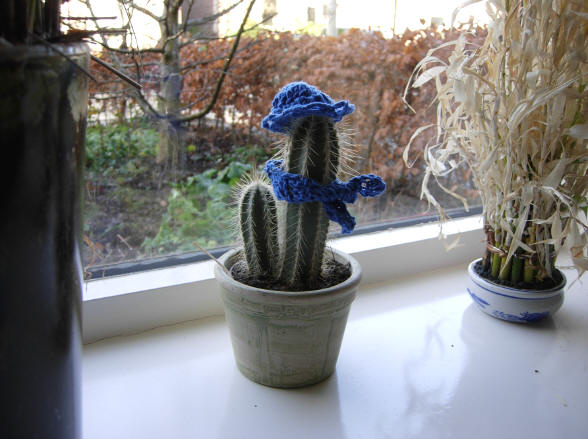 de cactus...