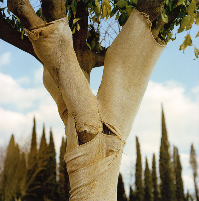 ingepakte boom, alhambra, spanje...