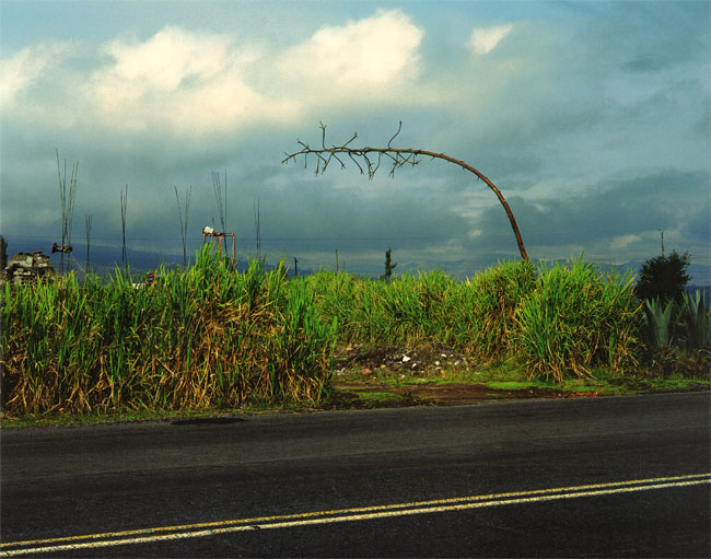 een agave in ecuador
