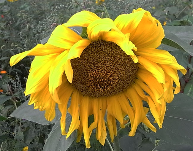 open zonnebloem...