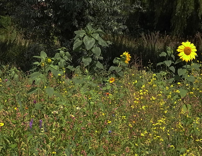 deel van het zonnebloemveldje...