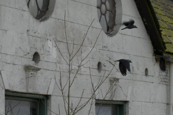 vogels verlaten de gaten...