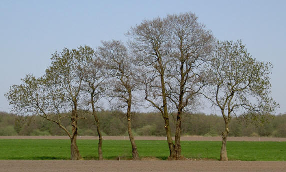 natuurcompositie...