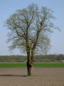 eenzame boom in akker...