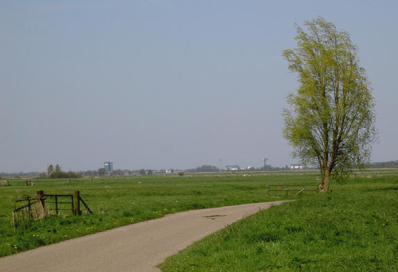 jonge boom in de oostpolder...