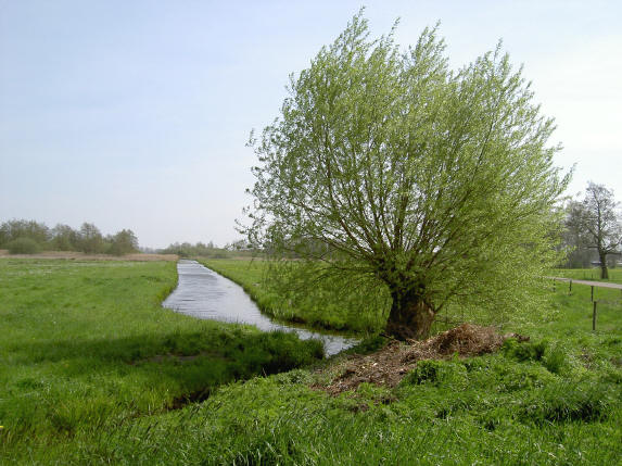 een ongeknotte wilg wordt heel mooi...