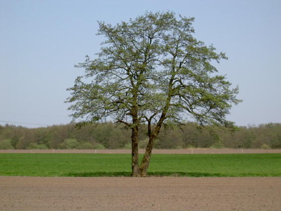 eenzame dubbelboom...