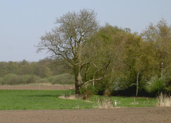 de verdediger van het bos...